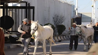 بالفيديو.. حجاج إسبان يعبرون سوريا على ظهور الخيل في طريقهم إلى مكة