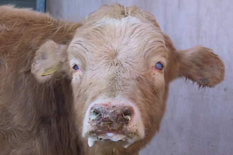 نادرًا ما يصيب الإنسان- الحمى القلاعية تثير الذعر في أوروبا