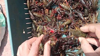 استاكوزا المستنقعات الحمراء.. كيف تحول الضيف الثقيل إلى ثروة اقتصادية في البحيرة (صور)