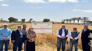 "بحوث الصحراء" يتابع موسم حصاد القمح في جنوب سيناء ويشيد بالنتائج