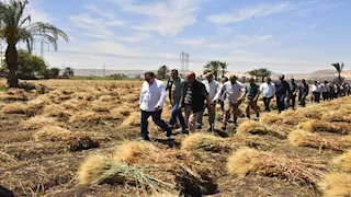 من حقول أسيوط.. فرحة الفلاحين بانطلاق موسم حصاد القمح - فيديو وصور 