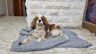 بعد فشلها في استعادة الأسرى من غزة.. إسرائيل تعثر على كلبة في رفح