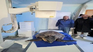 "أشتوم الجميل" تُنقذ "دريا".. حكاية سلحفاة نادرة ضخمة الرأس في بورسعيد - صور