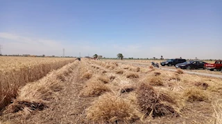 خبز الغد يبدأ اليوم.. الفيوم تُعلن انطلاق موسم حصاد القمح -صور