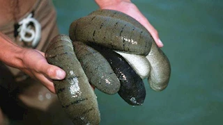 الكنز  المحظور.. ضبط 600 كيلو من  "خيار البحر" داخل مخزن بالسويس