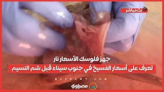 جهز فلوسك الأسعار نار.. تعرف على أسعار الفسيخ في جنوب سيناء قبل شم النسيم