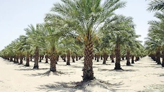 ليلة سقوط مشايخ "ازرع نخلة وسقيا الماء" الوهميين في قبضة الشرطة