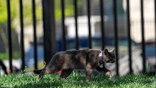 قطة تثير ضجة بالبيت الأبيض وينتهي بها المطاف بغرفة المؤتمرات الصحفية (صور)