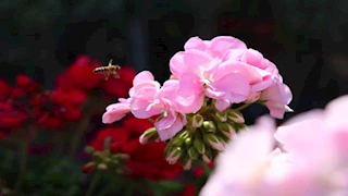 25 صورة من افتتاح معرض الزهور بالمتحف الزراعي بالدقي