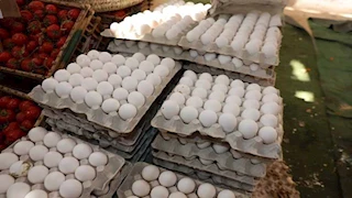 المنيا تطرح كرتونة البيض بسعر 120 جنيهاً بمنافذ البيع -صور
