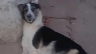 بعد موجة غضب.. طبيب فيديو قتل كلب طنطا يرد