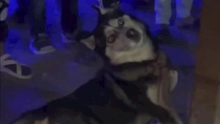 القصة الكاملة لقتل "كلب هاسكي" في طنطا.. ماذا حدث؟ -فيديو 