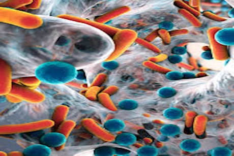 خطر في طبقك.. بكتيريا غذائية تسبب مضاعفات صحية شديدة