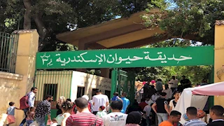 "كبش أروي" و"أبو عوق" نجوم شم النسيم في حديقة حيوان الإسكندرية -صور