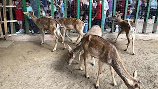 حديقة الحيوان بالإسكندرية تستقبل 24 ألف زائر في يوم شم النسيم (صور)