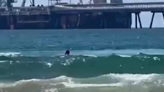 بالفيديو.. سمكة قرش تهاجم سباح إسرائيلي في شاطئ الخضيرة