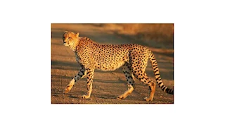 فيديو.. ظهور فهد "أمياس" يشغل الجزائريين والسلطات المحلية تتحرك