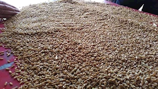 بشائر الخير.. توريد 173 طن قمح إلى شون وصوامع بورسعيد 