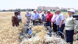 بدء حصاد تقاوي القمح المحسنة وراثيا بمزرعة جامعة سوهاج - صور