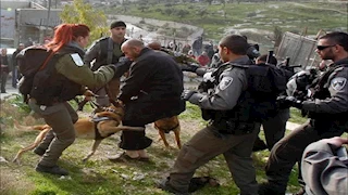 شهادات مرعبة.. هولندا تصدّر كلابًا مدربة لإسرائيل تستخدم في تعذيب الفلسطينيين