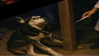 قتله بحقنة هواء.. استدعاء مدير الطب البيطري بطنطا لسماع أقواله في واقعة "الكلب الهاسكي" 