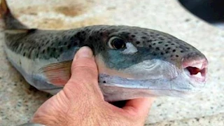  الأشد فتكا.. 10 معلومات عن سمكة القراض السامة بعد انتشارها بالأسواق