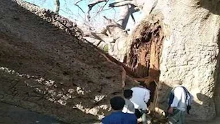 عمرها ألفا عام.. أقدم شجرة في الجزيرة العربية تنهار بطريقة صادمة (فيديو)