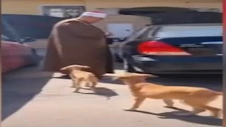 "الراحمون يرحمهم الله".. شيخ يتصدر الترند بعد فيديو إطعام الكلاب (فيديو)
