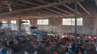 انخفاض أسعار الدواجن اليوم الثلاثاء بالأسواق (موقع رسمي)