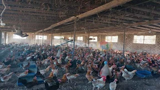 بيان حكومي يكشف حقيقة إصابة الدواجن بفيروس وبائي