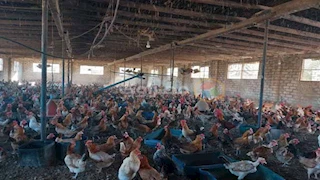 الزراعة: حملات مكثفة لتعزيز الأمن الحيوي في قطاع الدواجن