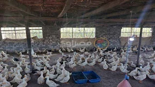 شعبة الدواجن تكشف حقيقة وجود الفراخ السردة بالأسواق