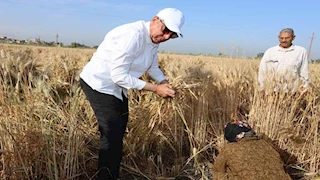  "بالمنجل والمحش".. محافظ المنيا يشارك الفلاحين فرحة حصاد  القمح -صور