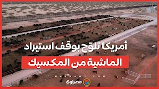 توتر تجاري جديد.. أمريكا تلوّح بوقف استيراد الماشية من المكسيك