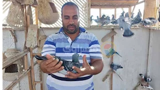 بعين الخبير وقلب العاشق.. "جمال الحكيم" يفك شفرة سباقات الحمام الزاجل ويهزم المسافات - فيديو وصور