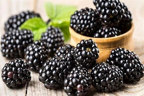 التوت الأسود.. سلاح طبيعي لمحاربة السكري والسمنة
