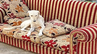  11 ألف حالة عقر كلاب ضالة سنويًا بأسوان.. نقيبة البيطريين تحذر وتضع الحلول -فيديو وصور