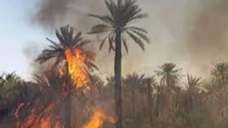 حريق هائل بالمنصورة.. النيران تلتهم أشجار نخيل بمحيط البنك الزراعي وتصل إلى حديقة الطفل