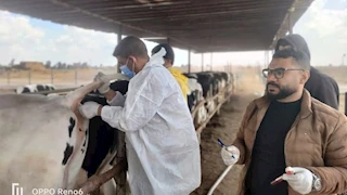 محافظ الإسماعيلية يتابع جهود الطب البيطري في الحفاظ على الثروة الحيواني