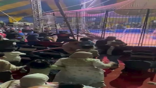 يأكل 10 دجاجات يوميًا ويشرب 2 كيلو لبن.. ماذا نعرف عن النمر "بوكا" بطل واقعة سيرك طنطا؟ -صور