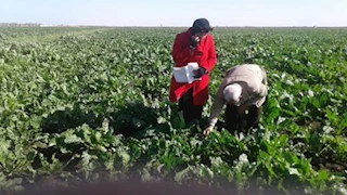 الزراعة تعلن عن انتخاب أصناف جديدة من القصب - (تفاصيل)