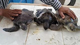 هبه وهانيا ومتولي وعبدالله.. إطلاق سلاحف مهددة بالانقراض في البحر المتوسط -صور