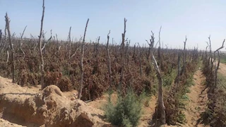 جنيه واحد للكيلو.. مزارعو الفيوم: نفضل ترك الطماطم تتلف على بيعها بخسارة -صور