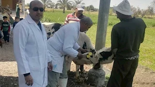 تحصين 62 ألف رأس ماشية ضد الحمى القلاعية والوادى المتصدع بالبحيرة 