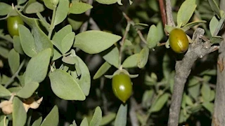 جو جرين: تصدير شحنات متعددة من ثمار الجوجوبا إلى أمريكا