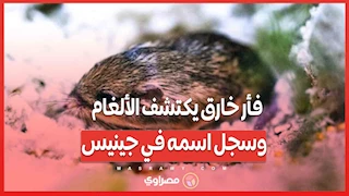 رونين.. فأر خارق يكتشف الألغام  وسجل اسمه في جينيس