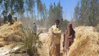 انطلاق موسم حصاد القمح بمحافظة جنوب سيناء