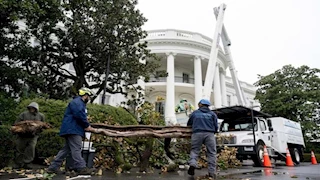 ترامب يزيل شجرة تاريخية عمرها 200 عام بالبيت الأبيض