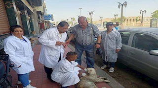 حملة لتحصين الكلاب الضالة في شوارع الأقصر ضد السعار 