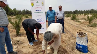 "بحوث الصحراء" ينفذ 10 حقول إرشادية لزراعة عباد الشمس الزيتي بجنوب سيناء